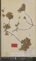 Isotype of Cordia morelosana Standl. [family BORAGINACEAE]