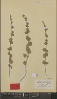 Type of Nepeta persica Boiss. [family LABIATAE]