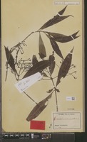 Isotype of Ixora euosmia K.Schum. [family RUBIACEAE]