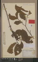 Isotype of Sarcocephalus officinalis Pierre ex Pit. [family RUBIACEAE]