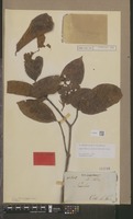 Isotype of Sarcocephalus officinalis Pierre ex Pit. [family RUBIACEAE]