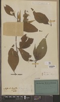 Type of Mussaenda sericea Blume [family RUBIACEAE]