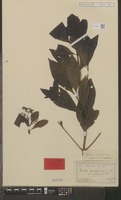 Type of Pavetta platyclada K.Schum. var. puberula Valeton [family RUBIACEAE]