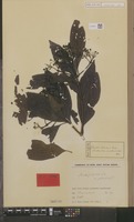 Type of Pavetta platyclada K.Schum. var. puberula Valeton [family RUBIACEAE]