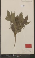 Isotype of Pavetta hohenackeri Bremek. [family RUBIACEAE]