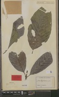 Type of Psychotria ingentifolia E.M.A.Petit [family RUBIACEAE]
