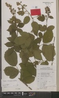 Isotype of Rubus schlechtendalii A.Beek subsp. subcentreuropus A.Beek [family ROSACEAE]