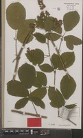 Isotype of Rubus schlechtendalii A.Beek subsp. subcentreuropus A.Beek [family ROSACEAE]