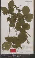 Isotype of Rubus schlechtendalii A.Beek subsp. subcentreuropus A.Beek [family ROSACEAE]
