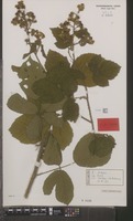 Isotype of Rubus schlechtendalii A.Beek subsp. subcentreuropus A.Beek [family ROSACEAE]