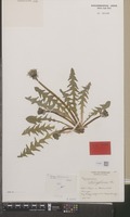 Holotype of Taraxacum incisiforme Hagend., Soest & Zevenb. [family COMPOSITAE]