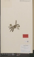 Isotype of Taraxacum brakelii Soest [family COMPOSITAE]