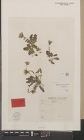 Type of Taraxacum ploegii Hagend., Soest & Zevenb. [family COMPOSITAE]
