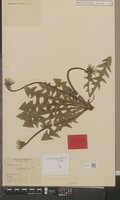 Type of Taraxacum hamatulum Hagend., Soest & Zevenb. [family COMPOSITAE]