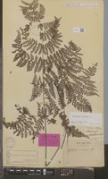 Syntype of Aspidium nodosum Blume [family DRYOPTERIDACEAE]