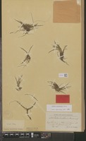 Type of Isoetes tuerckheimii Brause [family ISOETACEAE]