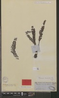 Isotype of Trichomanes atrovirens (C.Presl) Kunze [family HYMENOPHYLLACEAE]