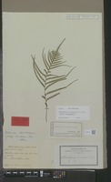 Isotype of Davallia pinnata Cav. [family PTERIDOPHYTA]