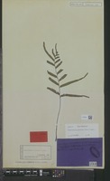 Isotype of Davallia pinnata Cav. [family PTERIDOPHYTA]