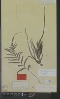 Isotype of Davallia pinnata Cav. [family PTERIDOPHYTA]