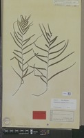 Isotype of Davallia pinnata Cav. [family PTERIDOPHYTA]