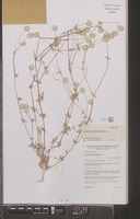Isotype of Gomphrena floribunda J.Palmer [family AMARANTHACEAE]