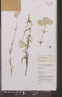 Isotype of Gomphrena rosula J.Palmer [family AMARANTHACEAE]