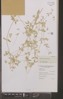Isotype of Gomphrena eichleri J.Palmer [family AMARANTHACEAE]