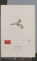 Type? of Taraxacum planum Raunk. [family COMPOSITAE]