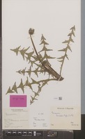 Isotype of Taraxacum lancidens Hagend., Soest & Zevenb. [family COMPOSITAE]