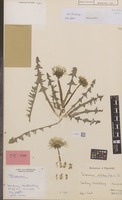 Isotype of Taraxacum nitidum Hagend., Soest & Zevenb. [family COMPOSITAE]