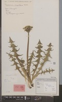 Isotype of Taraxacum exsertum Hagend., Soest & Zevenb. [family COMPOSITAE]