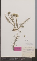 Holotype of Taraxacum trilobatum Palmgr. [family COMPOSITAE]