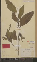 Holotype of Gynopachis oblongata Miq. [family RUBIACEAE]