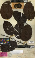 Lectotype of Anthocephalus morindifolius Korth. [family RUBIACEAE]