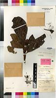 Isotype of Neonauclea macrostipula Capuron [family RUBIACEAE]