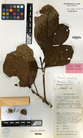 Isotype of Neonauclea acuminata Ridsdale [family RUBIACEAE]