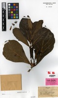 Isotype of Couthovia macroloba A.C.Sm. [family LOGANIACEAE]