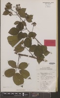 Holotype of Rubus nitidiformis Sudre [family ROSACEAE]