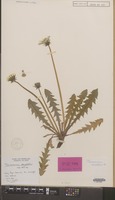 Holotype of Taraxacum excellens Dahlst. [family COMPOSITAE]