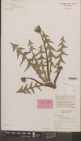 Holotype of Taraxacum lancidens Hagend., Soest & Zevenb. [family COMPOSITAE]