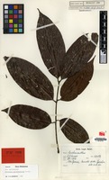 Isotype of Alectryon myrmecophilus Leenh. [family SAPINDACEAE]