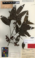 Holotype of Elattostachys rubrofructus Adema [family SAPINDACEAE]