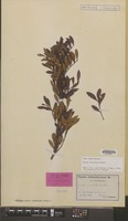 Isotype of Guioa crenulata Radlk. [family SAPINDACEAE]