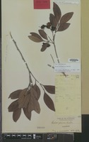 Holotype of Guioa palawanica Welzen [family SAPINDACEAE]