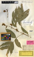Isotype of Hebecoccus ferrugineus Radlk. [family SAPINDACEAE]