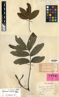 Syntype of Erioglossum edule Blume var. subcorymbosum Blume [family SAPINDACEAE]