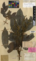 Isotype of Moulinsia cupanioides Cambess. [family SAPINDACEAE]