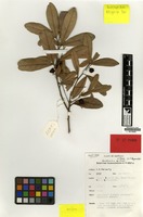 Isotype of Sarcotoechia villosa S.T.Reynolds [family SAPINDACEAE]