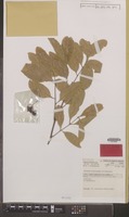 Isotype of Toechima pterocarpum S.T.Reynolds [family SAPINDACEAE]